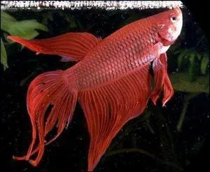 Les Betta Splendens sont :