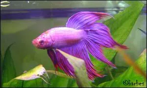 Les Betta Splendens sont originaires :