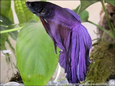 La taille adulte moyenne d'un Betta Splendens est de :