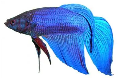 Et sa taille maximum est de :