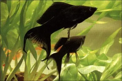 Les Black Molly sont originaires ...
