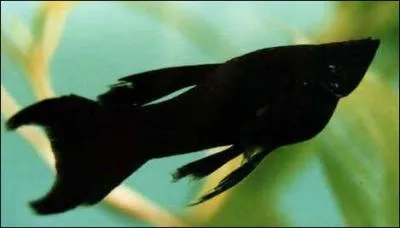 La dure de vie moyenne d'un Black Molly est de...