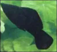 La taille moyenne d'un Black Molly est de...