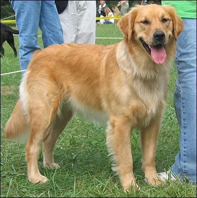 De quelle race est ce chien?