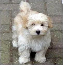 De quelle race est ce chien?