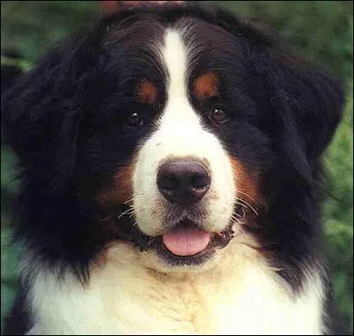 De quelle race est ce chien?