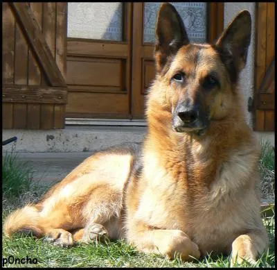 De quelle race est ce chien?