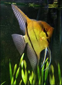 Les scalaires sont originaires...