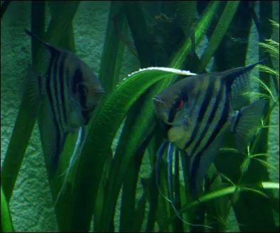 Ces poissons sont...