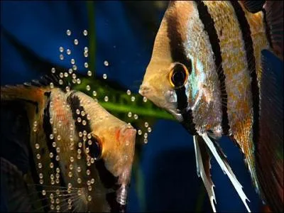 Laquelle de ces espces de poisson ne doit jamais tre introduite avec un Scalaire ?