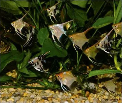 La temprature de l'eau doit-tre de.