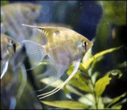 J'ai six scalaires, mon aquarium doit faire au minimum...