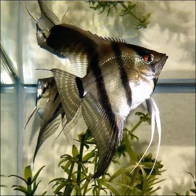 La taille du scalaire adulte est de...