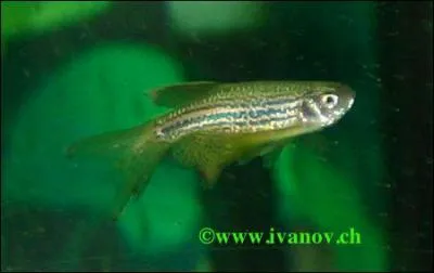 La taille du Danio est de...