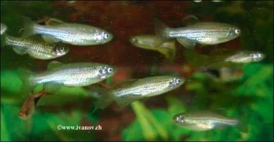 Les Danios sont originaires...