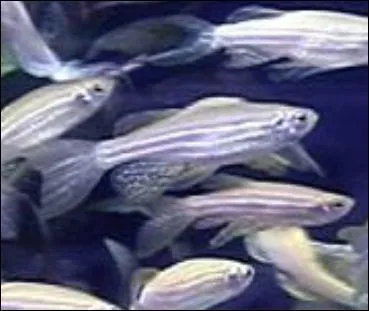 La temprature de l'eau pour un Danio doit tre de...