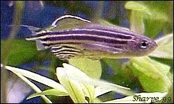 La dure de vie d'un Danio est d'environ...