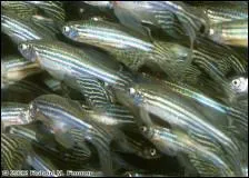 Comment distinguer le mle de la femelle ?