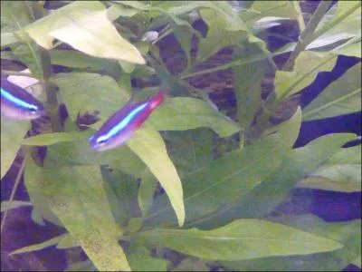 Le Non rouge est originaire ...