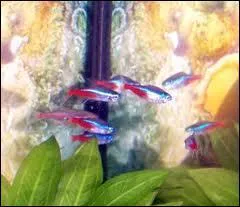 La temprature de l'eau doit tre de ...