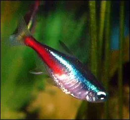 Les Nons rouges sont ...