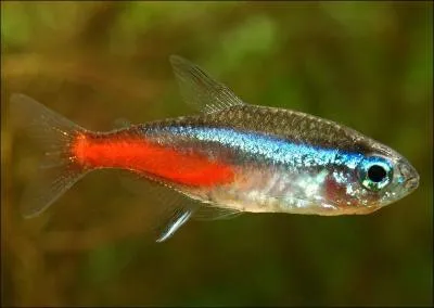 De quelle espce est-il un met simple et commun ?