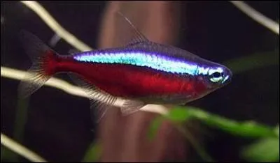 Quelles sont les couleurs des Nons rouges ?