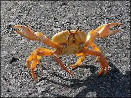 Le crabe court  une vitesse de :