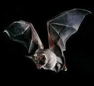 La chauve-souris vole  une vitesse de :