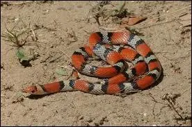 Le serpent rampe  une vitesse de :