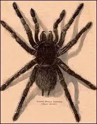 L'araigne court  une vitesse de :