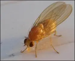 Le moucheron vole  une vitesse de :