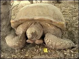 La tortue marche  une vitesse de :
