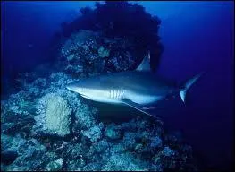 Le requin nage  une vitesse de :