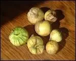 Que trouve-t-on en conserve sous l'appellation 'tomatillo' ? (varit de tomate)