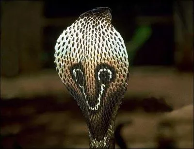 Pourquoi certains serpents ont des 'yeux' dessins  l'arrire de la tte ?