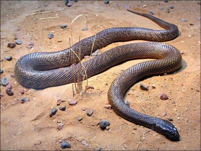 Il vit dans le centre de l'Australie là où peu d'hommes le croisent. C'est le serpent le plus vénimeux du monde : une dose de son venin peut tuer 100 hommes. C'est... ?
