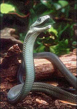 C'est le serpent le plus rapide avec une vitesse de 12 à 20 kilomètres à l'heure. Il vit en Afrique, est très vénimeux et mesure 2 à 4 mètres. C'est... ?