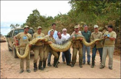 C'est le plus lourd serpent (maximum 200 kg et 9 mètres). Il peut tuer un jaguar. Il vit en Amérique du sud dans les fleuves ou les marécages. C'est... ?