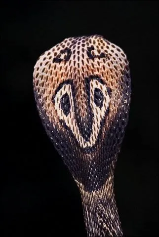 Appel serpent  lunettes, il dpasse rarement 1, 80m mais tue chaque anne de nombreuses personnes par le venin. C'est... ?
