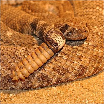 Quel est le véritable nom du serpent à sonnettes ?