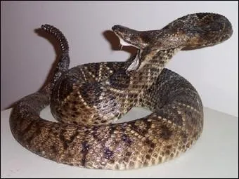 Pourquoi dit-on de ce serpent qu'il a une 'sonnette' ?