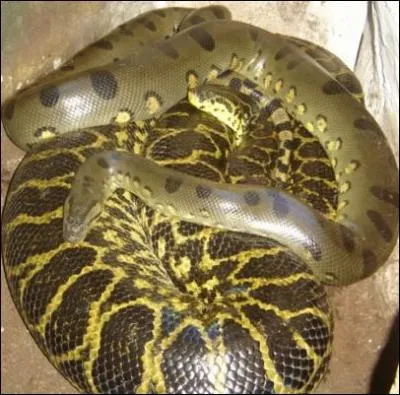 Combien d'espèces de serpents existent de nos jours ?