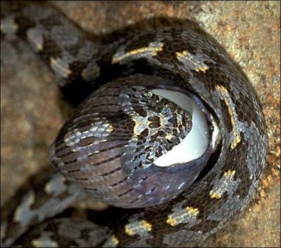 Comment un serpent oophages fait-il pour manger les oeufs ?