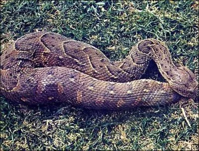 Pourquoi la vipre heurtante gonfle-t-elle son corps ?