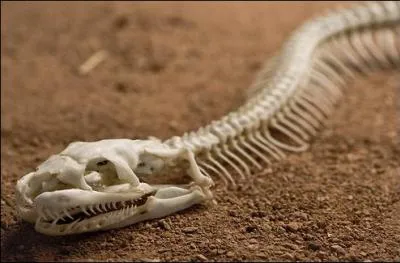 Retrouvez ce qui est vrai concernant l'anatomie du serpent.