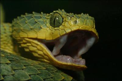 A quelle classe d'animaux appartiennent les serpents ?