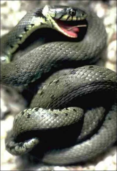 Parmi ces serpents, lesquels ne sont pas vnimeux ?