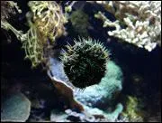 Quel est cet animal invertbr ?