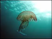 Quelle est l'espce de cette mduse ?